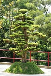Cham Shan Monastery Tz'u Te operator page - garden/facility photo